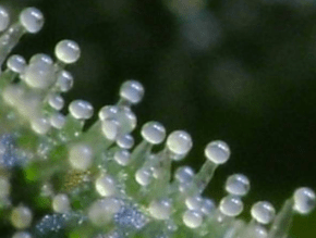 Screen Shot 2017-03-10 at 1.23.51 AM