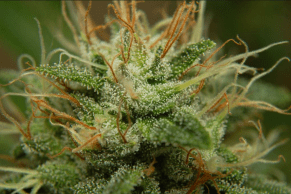 Screen Shot 2017-03-10 at 1.24.17 AM